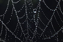 Spider web covered with dew, Australia