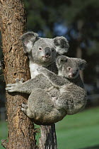Koala (Phascolarctos cinereus) mother with young clinging to back, Australia