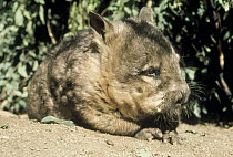 Common Wombat (Vombatus ursinus) on forest floor, Australia