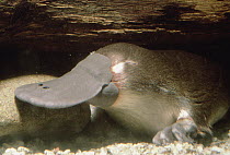 Platypus (Ornithorhynchus anatinus) underwater portrait, Australia