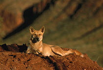 Dingo (Canis lupus dingo) resting, introduced species, Australia