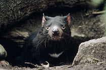 Tasmanian Devil (Sarcophilus harrisii) peering from underground burrow, Australia