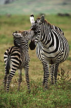 Burchell's Zebra (Equus burchellii) mother and newborn foal, Botswana