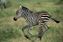 Burchell's Zebra (Equus burchellii) foal running, Botswana
