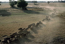 Cape Buffalo (Syncerus caffer) herd migrating, Serengeti National Park, Tanzania