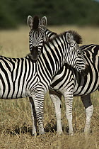 Burchell's Zebra (Equus burchellii) affectionate pair, Botswana