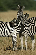 Burchell's Zebra (Equus burchellii) affectionate pair, Botswana