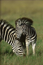 Burchell's Zebra (Equus burchellii) mother and foal, Botswana