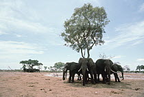 African Elephant (Loxodonta africana) herd staying cool in the shade of an Acacia tree, Botswana