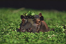 Hippopotamus (Hippopotamus amphibius) emerging from a river full of water lettuce, Botswana