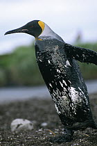 King Penguin (Aptenodytes patagonicus) covered in oil, South Georgia Island