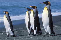King Penguin (Aptenodytes patagonicus) four standing on shore, South Georgia Island