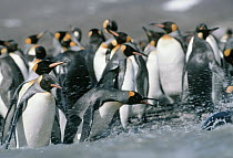 King Penguin (Aptenodytes patagonicus) group along shoreline, South Georgia Island