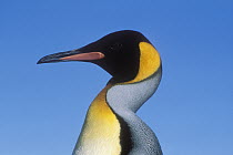 King Penguin (Aptenodytes patagonicus) portrait, South Georgia Island