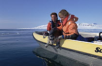 Bearded Seal (Erignathus barbatus) researchers lower pup back into water, Norway