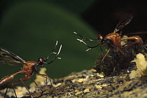 Stag Fly (Phytalmia cervicornis) two males from adjacent territories approach for battle, Papua New Guinea