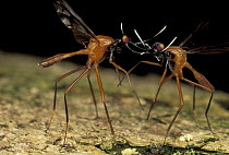 Stag Fly (Phytalmia cervicornis) males battling, Papua New Guinea
