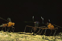 Stag Fly (Phytalmia cervicornis) female watches as two males prepare to fight, Papua New Guinea