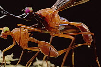 Stag Fly (Phytalmia cervicornis) pair mating, connected by her oviscape, Papua New Guinea