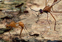 Stag Fly (Phytalmia cervicornis) female lays her eggs as the male keeps watch, Papua New Guinea