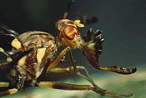 Moose Fly (Phytalmia alcicornis) has antlers so large that they may hinder the ant's activities, Papua New Guinea