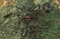 Goat Fly (Phytalmia mouldsi) male in courtship posture, Queensland, Australia