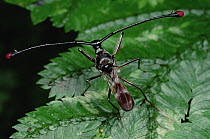Stalk-eyed Fly (Cyrtodiopsis whitei) has its eyes positioned at the end of long stalks much like Hammerhead Sharks, Brunei, Borneo