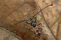 Stalk-eyed Fly (Cyrtodiopsis whitei) has its eyes at the tips of long stalks much like Hammerhead Sharks, Brunei, Borneo