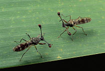 Stalk-eyed Fly (Cyrtodiopsis whitei) males confront each other, South Africa