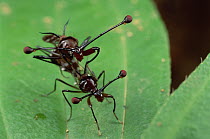 Stalk-eyed Fly (Cyrtodiopsis whitei) pair mating, South Africa