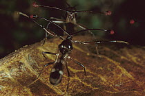 Stalk-eyed Fly (Cyrtodiopsis whitei) two males fighting near food, Gombak, Peninsular Malaysia