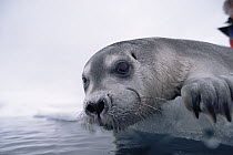 Bearded Seal (Erignathus barbatus) pup on ice edge, Arctic