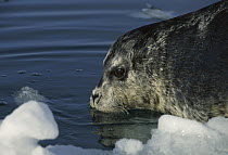 Bearded Seal (Erignathus barbatus) pup on ice floe, Norway