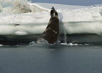 Bearded Seal (Erignathus barbatus) diving off of ice floe, Norway