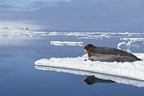 Bearded Seal (Erignathus barbatus) resting on ice floe, Norway