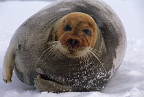 Bearded Seal (Erignathus barbatus) adult male resting on ice floe with head dyed red from the high iron content of ocean mud in which he hunts for shrimp and clams, Svalbard, Arctic