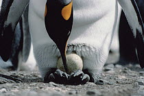 King Penguin (Aptenodytes patagonicus) adult attends to its single egg balanced on its feet, South Georgia Island