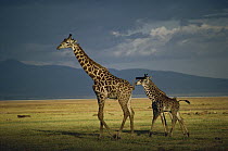 Giraffe (Giraffa sp) female walking with two young calves, Kenya