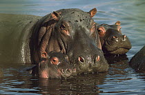 Hippopotamus (Hippopotamus amphibius) mother wallowing with her young, Kenya