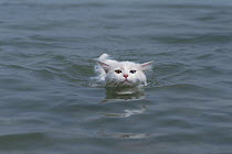 Domestic Cat (Felis catus), adult with one blue eye and one green eye swimming
