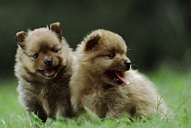 Pomeranian (Canis familiaris) two puppies, Japan