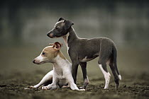 Italian Greyhound (Canis familiaris) two alert puppies