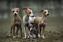 Italian Greyhound (Canis familiaris) four puppies, Japan
