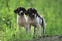 Pointer (Canis familiaris) two puppies standing in green grass