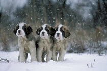 Saint Bernard (Canis familiaris) three puppies in snowstorm, Japan
