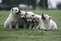 Kishu Inu (Canis familiaris) puppy group, Japan