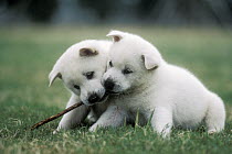 Kishu Inu (Canis familiaris) two puppies playing with a twig, Japan