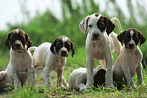 Pointer (Canis familiaris) puppy group, Japan