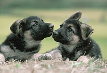 German Shepherd (Canis familiaris) two puppies resting in the sand, Japan