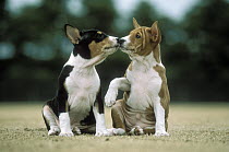Basenji (Canis familiaris) two puppies nose to nose, Japan